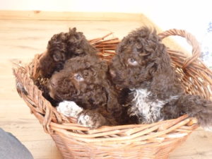 chiots jafa justin 2017