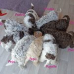 portée de lagotto romagnol à la Schaafraniere