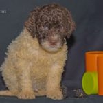 male-bicolore-PIXEL DE LA SCHAAFRANIERE