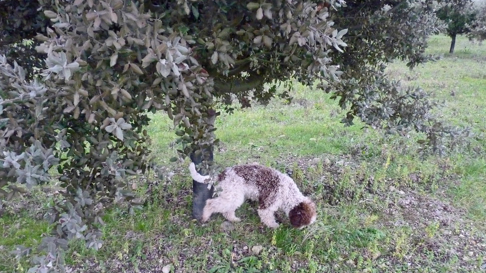 OANELLE de la Forêt des Hauts de Galgal
